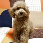 タイニープードル