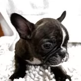 フレンチブルドッグ