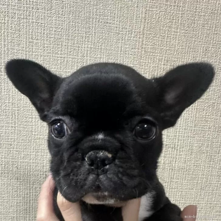 ID:2403-05262の子犬