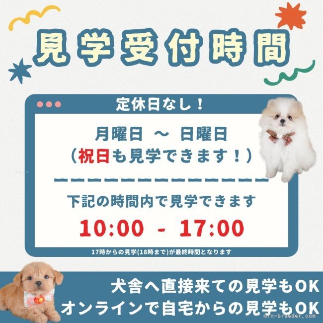 月曜～日曜・祝日も営業中！10時～17時まで見学・お迎えの予約が可能です📅｜佐藤　大斗(さとう　ひろと)ブリーダー(群馬県・トイプードルなど・JKC登録)の紹介写真9