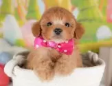 トイプードル(トイ)【群馬県・女の子・2025年4月24日・レッド】の写真10「🐾お父さん犬、お母さん犬の見学も可能です♪」