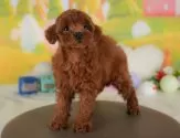 トイプードル(トイ)【群馬県・女の子・2025年7月7日・レッド】の写真10「🐾お父さん犬、お母さん犬の見学も可能です♪」