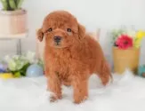 トイプードル(トイ)【群馬県・女の子・2025年7月31日・レッド】の写真10「🐾お父さん犬、お母さん犬の見学も可能です♪」