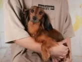 チワックス(チワワ×ダックスフンド)【群馬県・男の子・2025年5月31日・ブラック&タン】の写真10「🐾お父さん犬、お母さん犬の見学も可能です♪」