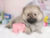 ポメラニアン【群馬県・女の子・2025年8月13日・ウルフセーブル】の写真10「🐾お父さん犬、お母さん犬の見学も可能です♪」