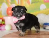 チワワ(ロング)【群馬県・女の子・2025年5月13日・ブラックタン】の写真10「🐾お父さん犬、お母さん犬の見学も可能です♪」