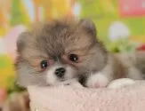 ポメラニアン【群馬県・男の子・2025年7月13日・パーティ】の写真10「🐾お父さん犬、お母さん犬の見学も可能です♪」