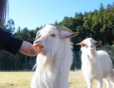 ポメプー(ポメラニアン×トイプードル)【群馬県・女の子・2025年3月2日・ブラックタン】の写真12「🐾ヤギのごはんあげ体験もできます🐐🥕」