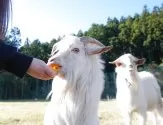 トイプードル(トイ)【群馬県・女の子・2025年2月1日・レッド】の写真11「🐾ヤギのごはんあげ体験もできます🐐🥕」
