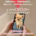 トイプードル(トイ)【群馬県・女の子・2025年4月14日・レッド】の写真12「自宅から気軽に「オンライン見学」ワンちゃんを見てみませんか？相談したい、話を聞きたいでもOK！」