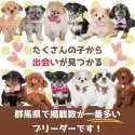 トイプードル(トイ)【群馬県・女の子・2025年4月24日・レッド】の写真15「群馬県内で掲載数が一番！兄妹ちゃんや他の子との複数頭見学もできますよ！」