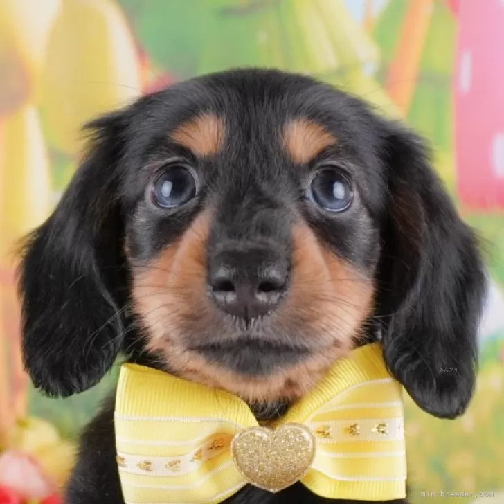 ID:2411-05087の子犬