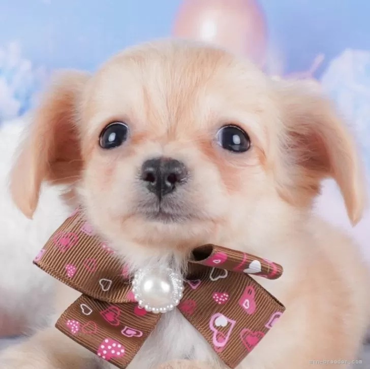 ID:2411-06945の子犬