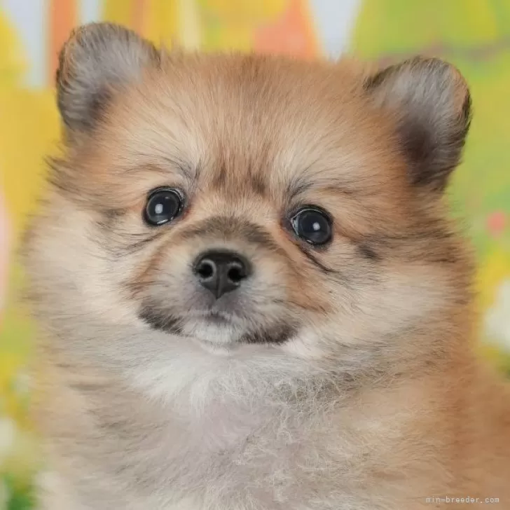 C.K 様のお迎えした子犬
