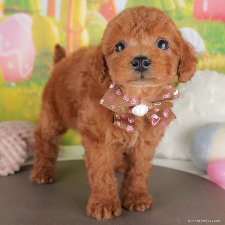 K.S 様のお迎えした子犬