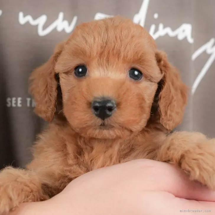 トイプードル(トイ)【群馬県・男の子・2025年10月15日・レッド】の写真1「マイクロチップ・接種済みワクチン・健康診断込みの総額です🐶💉」