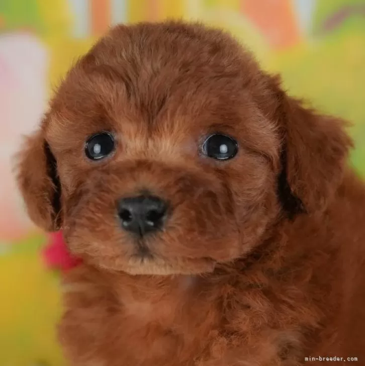 にも 様のお迎えした子犬