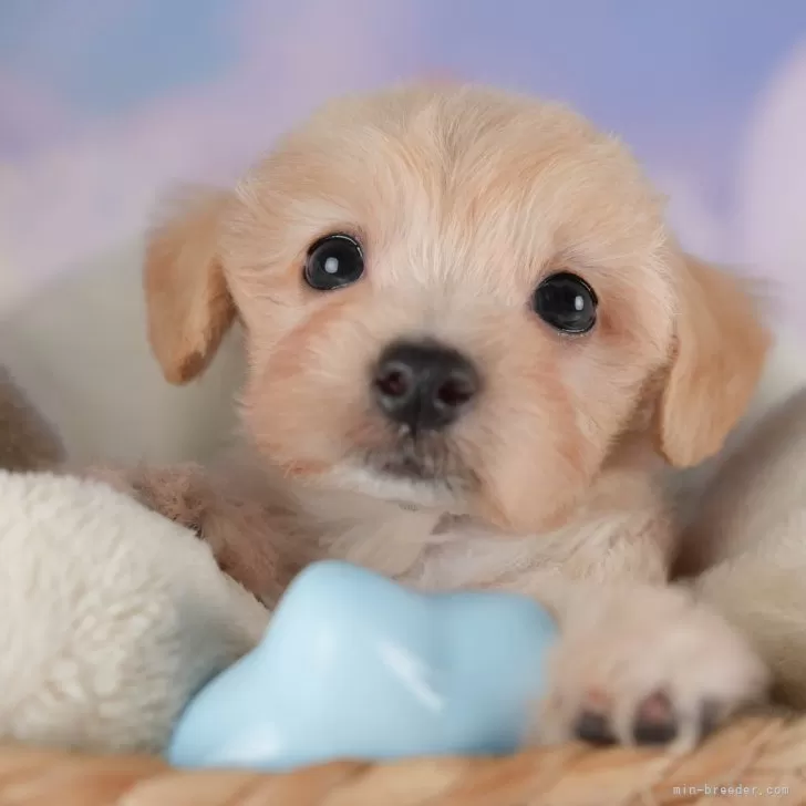 ID:2508-07745の子犬