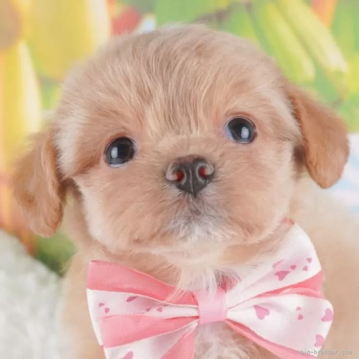 Coco 様のお迎えした子犬