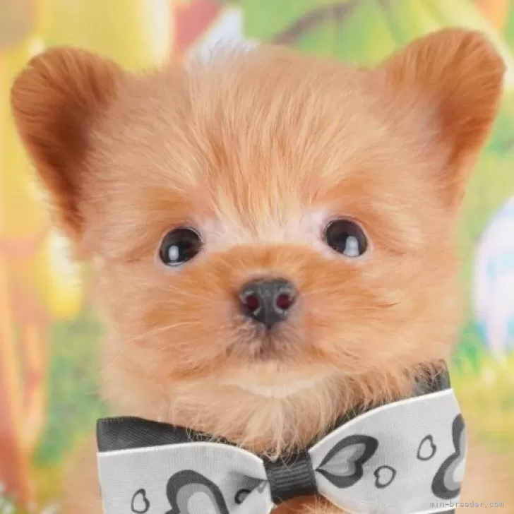 T.K 様のお迎えした子犬