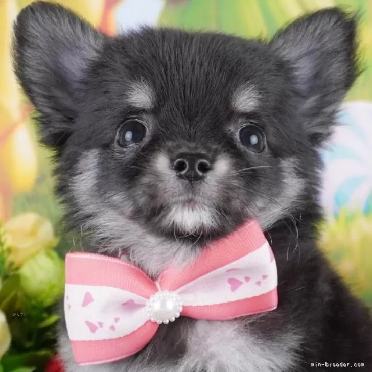 ID：2411-01703の子犬