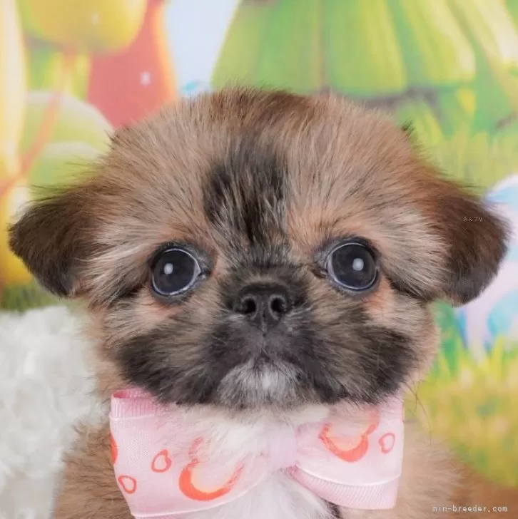 ID：2411-05083の子犬