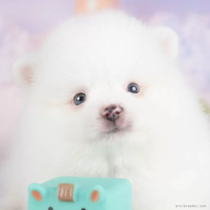 ポメラニアンの人様 ポメラニアン【群馬県・男の子・2025年8月4日・ホワイト】両親犬