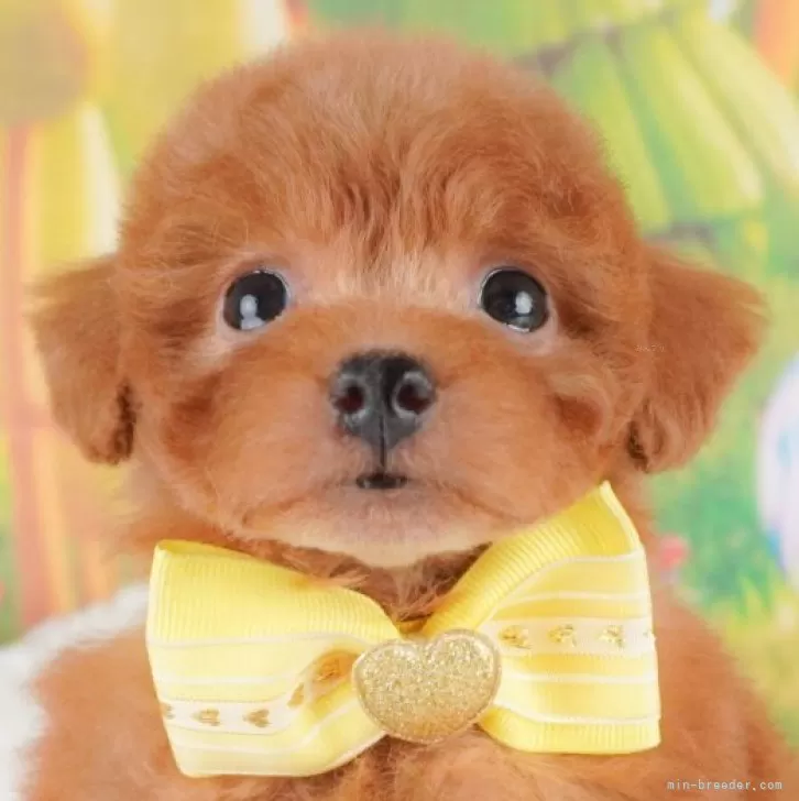 ID：2504-02949の子犬