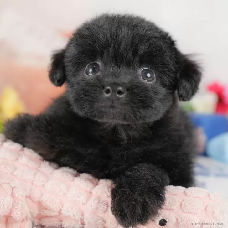 ID:2510-02202の子犬