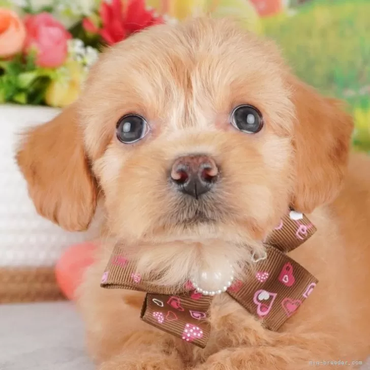 ID：2504-02297の子犬