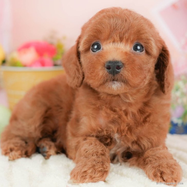 ☆rara ご確認用 トイプードル ブラウン お正月わんこ 羽織袴 1b7211bfe4ed901fb049741c5e51ce