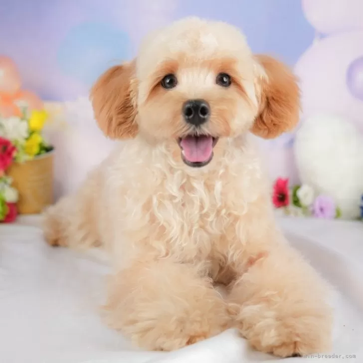 ID：2504-04074の子犬