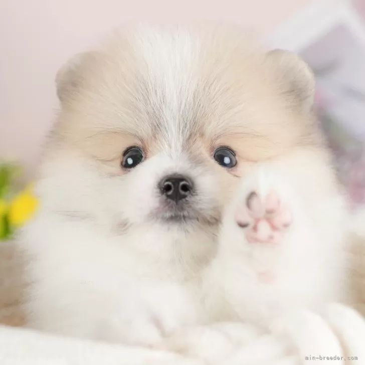 ID：2509-04775の子犬