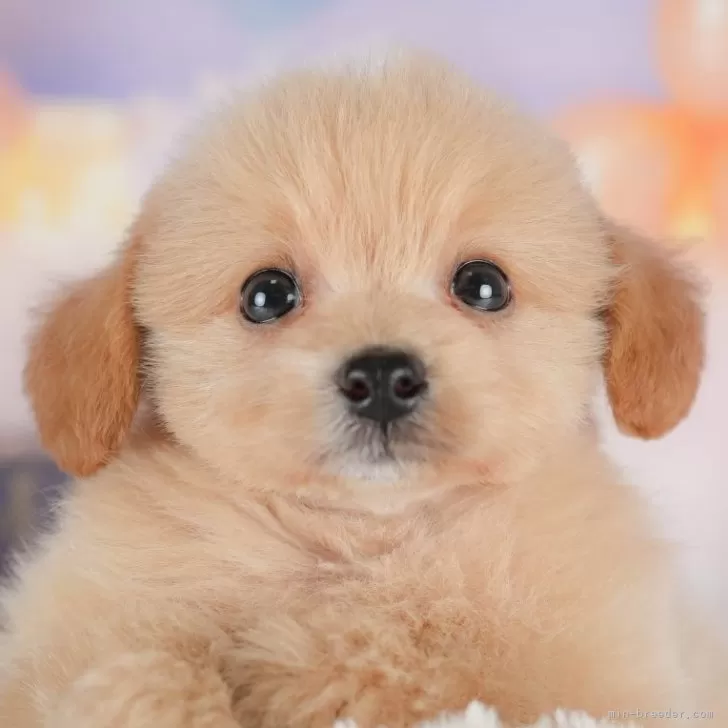 ID:2507-04596の子犬