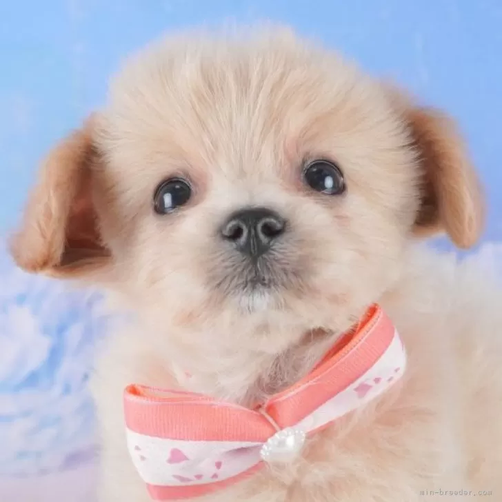マサシ 様のお迎えした子犬