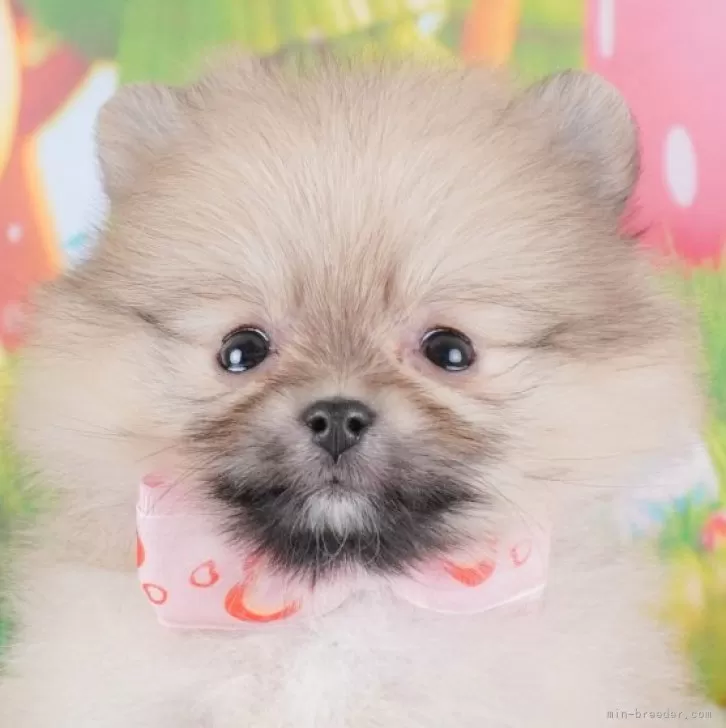 ID：2412-02668の子犬