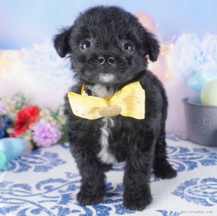 R.T 様のお迎えした子犬