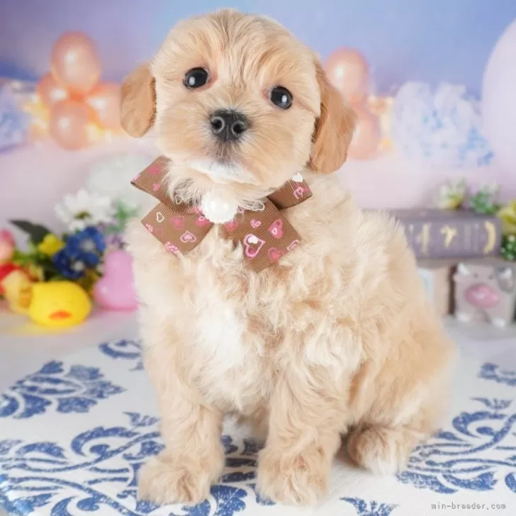 ID:2505-03462の子犬
