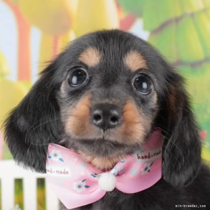 ID:2411-05085の子犬