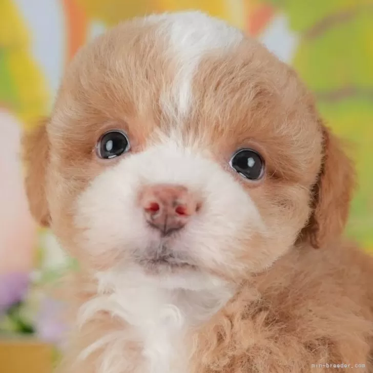 M.H 様のお迎えした子犬