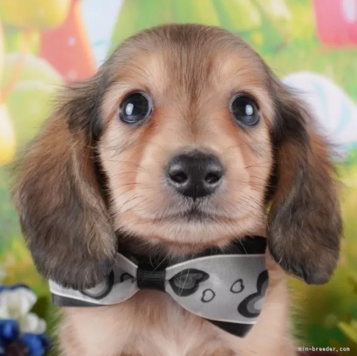 M.N 様のお迎えした子犬