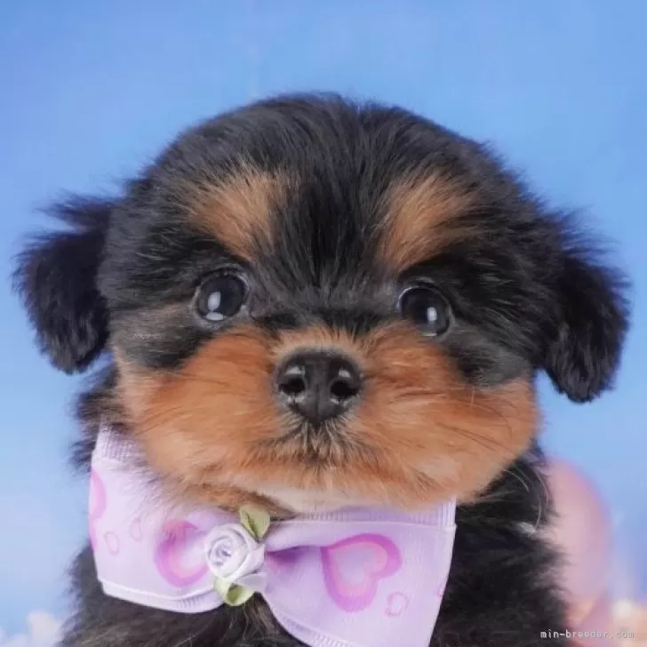 ID：2412-06540の子犬