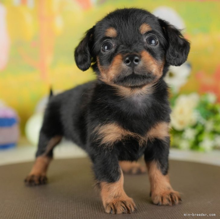 チワックス(チワワ×ダックスフンド)【群馬県・女の子・2025年6月