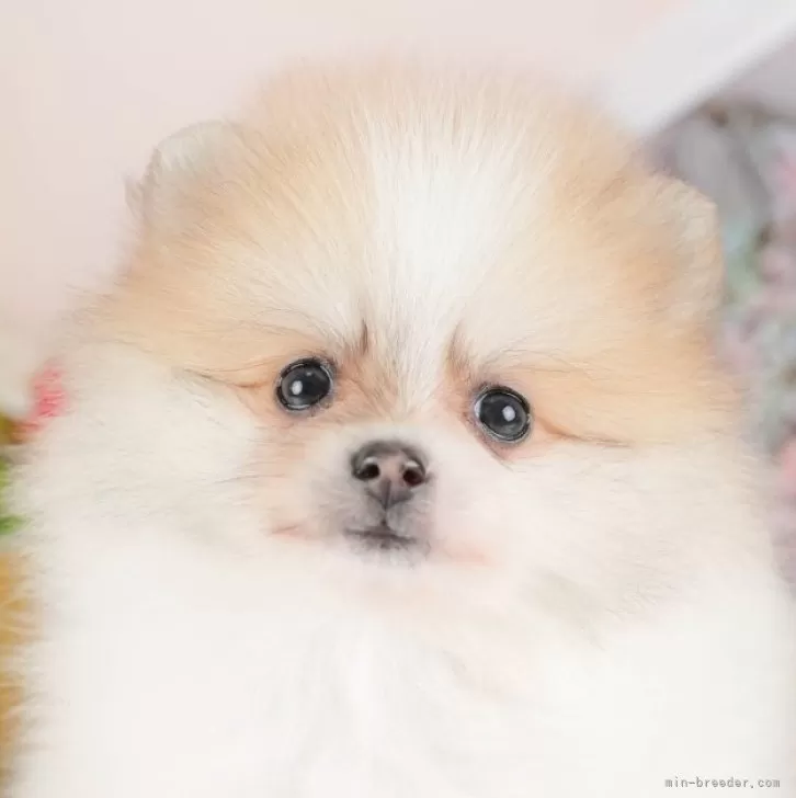 ID：2509-02998の子犬