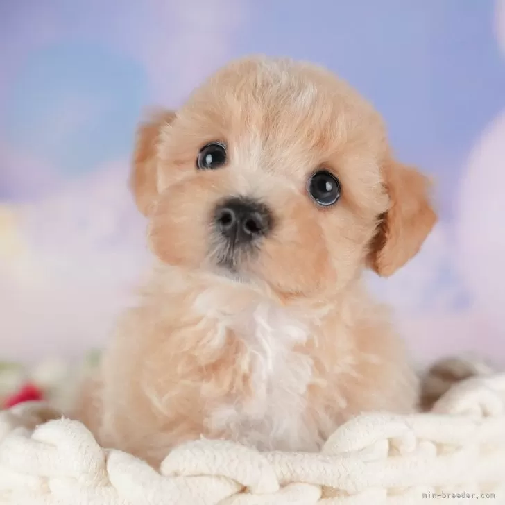 ID：2508-07765の子犬