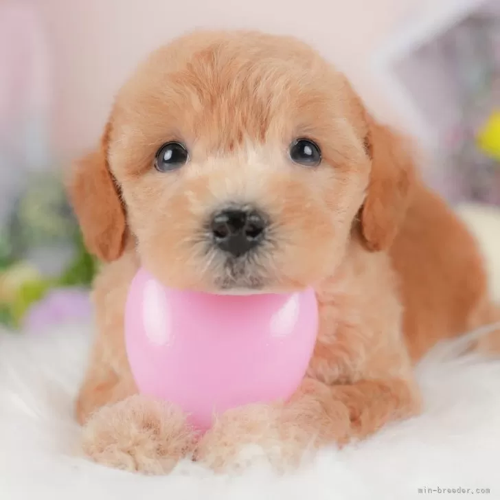 ID：2509-04778の子犬