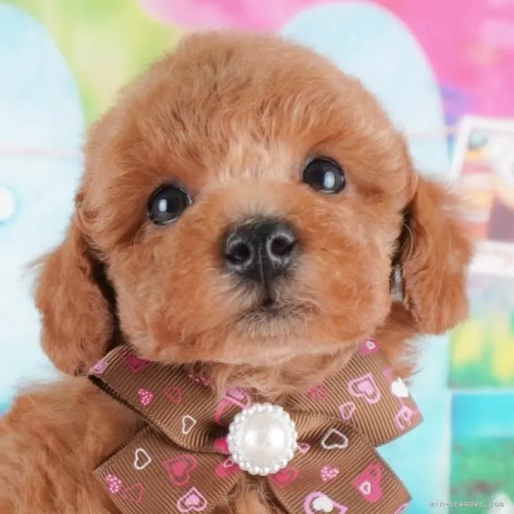 ID:2502-03424の子犬