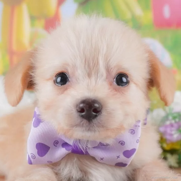 ID：2501-01784の子犬