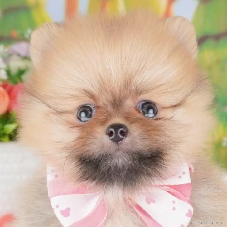 ID：2504-02300の子犬