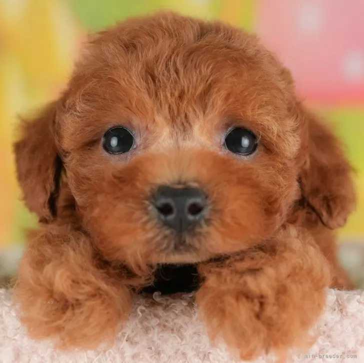 N.T 様のお迎えした子犬